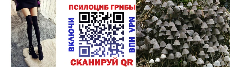 Псилоцибиновые грибы Psilocybe  купить  сайты  Ахтубинск 